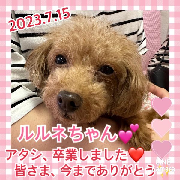 【運命の赤い糸見～つけた💓トイプードルのルルネちゃん💕】2023,7,15